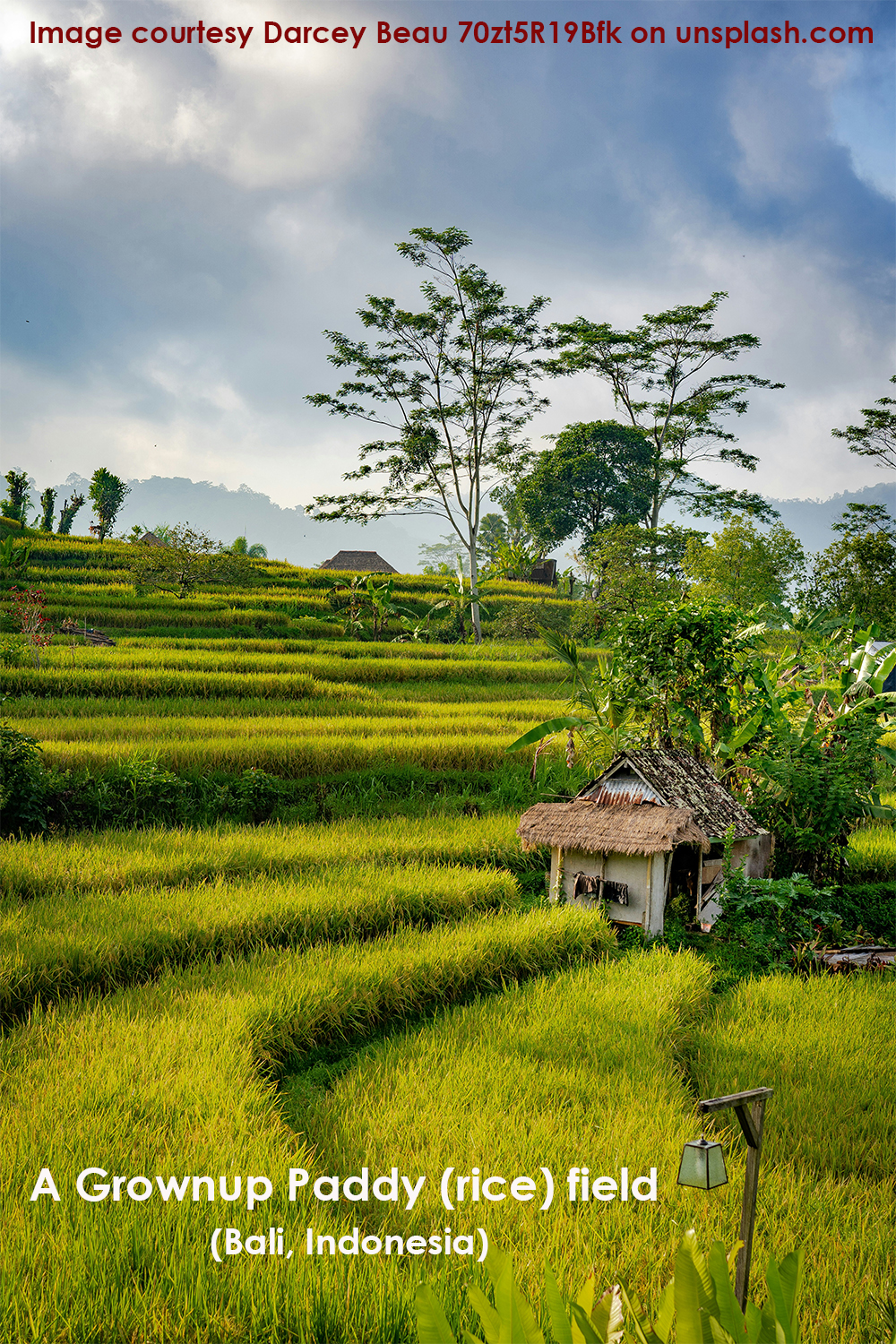 Grownup Paddy (Rice) field