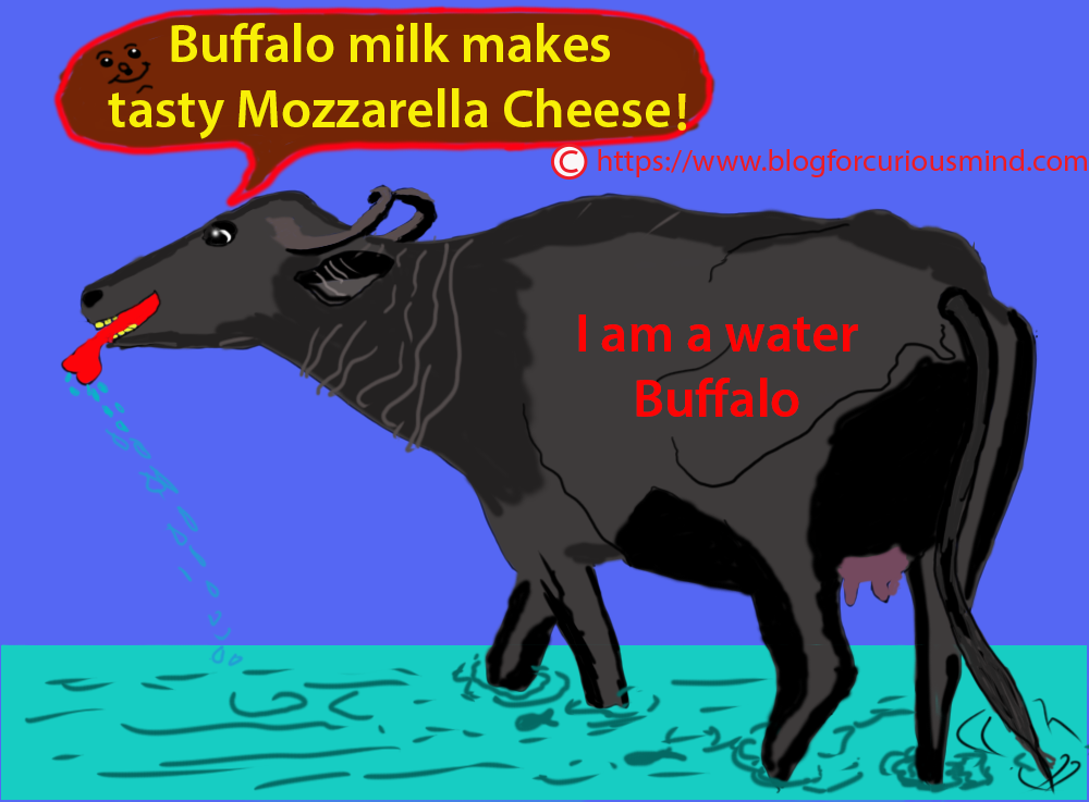 Mozzarella cheese manufacturing process