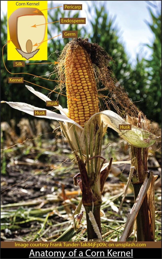 Anatomy of a corn kernel
