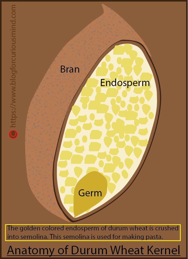 Anatomy of durum wheat kernel
